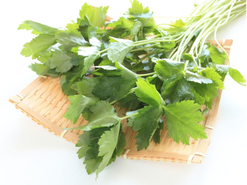 cây gia vị Nhật cây gia vị Nhật